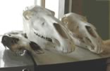 Reference Material: large mammals